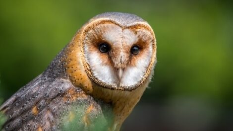 Building Backyard Habitat for Barn Owls: Lessons from a Lifelong Naturalist Image